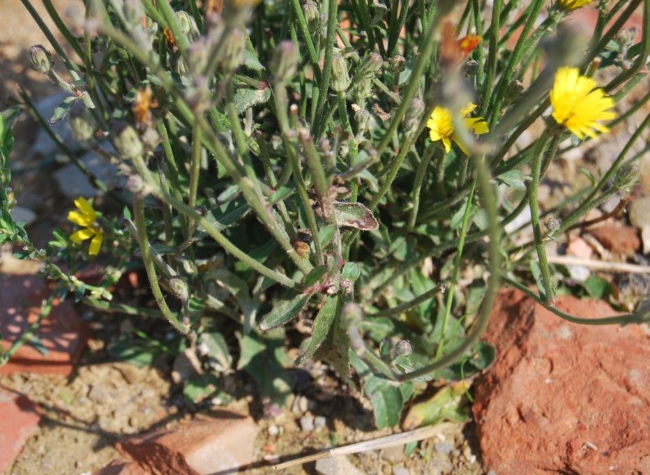 Picris hieracioides